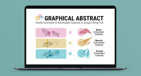 Social Ascension & Antioxidant Capacity in Cichlids (Graphical Abstract)